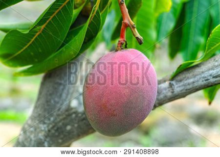 Tropical Mango Tree With Big Ripe Mango Fruits Growing In Orchard On Gran Canaria Island, Spain. Cul