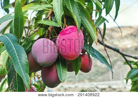 Tropical Mango Tree With Big Ripe Mango Fruits Growing In Orchard On Gran Canaria Island, Spain. Cul