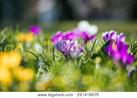 Springtime. Spring Flowers In Sunlight, Outdoor Nature. Wild Crocus, Postcard.