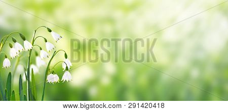 White Snowdrop Or Galanthus Flowers On The Spring Blurred Garden Horizontal Background