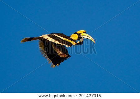 Great Hornbill, Great Indian Hornbill, Great Pied Hornbill