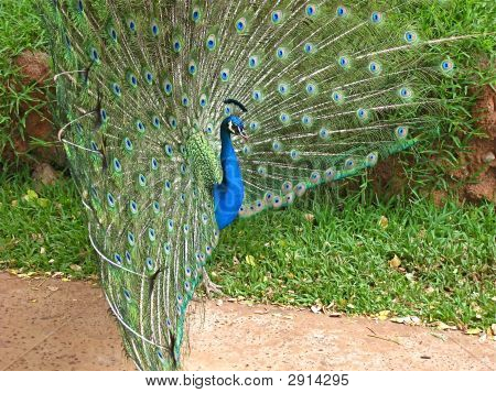 Pavone (lato)