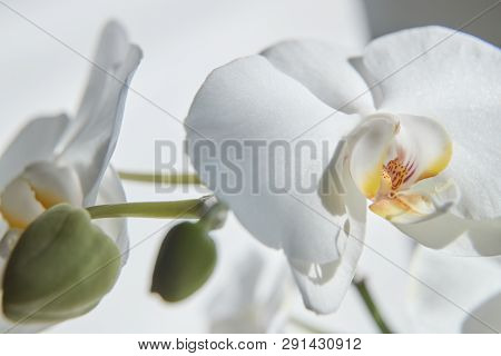 White Orchids On Sun Light, The Green Bud, A New Flower, A Butterfly, Macro, Phalaenopsis, Doritis,