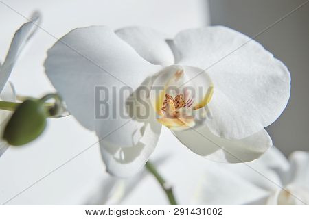 White Orchids On Sun Light, The Green Bud, A New Flower, A Butterfly, Macro, Phalaenopsis, Doritis,