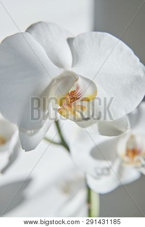 White Orchids On Sun Light, The Green Bud, A New Flower, A Butterfly, Macro, Phalaenopsis, Doritis,