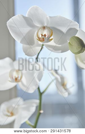 White Orchids On Sun Light, The Green Bud, A New Flower, A Butterfly, Macro, Phalaenopsis, Doritis,