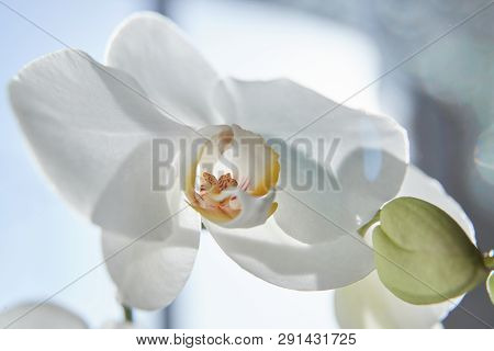 White Orchids On Sun Light, The Green Bud, A New Flower, A Butterfly, Macro, Phalaenopsis, Doritis,