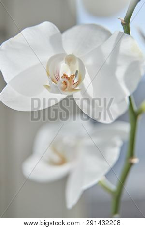 White Orchids On Sun Light, The Green Bud, A New Flower, A Butterfly, Macro, Phalaenopsis, Doritis,