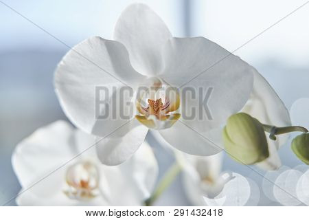 White Orchids On Sun Light, The Green Bud, A New Flower, A Butterfly, Macro, Phalaenopsis, Doritis,