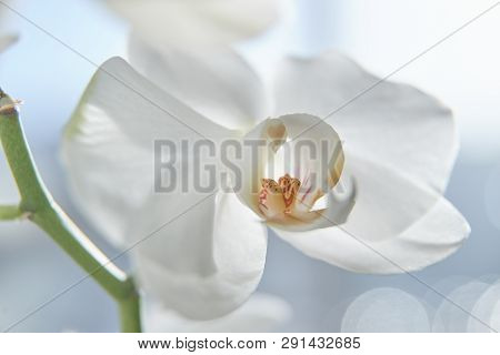 White Orchids On Sun Light, The Green Bud, A New Flower, A Butterfly, Macro, Phalaenopsis, Doritis,