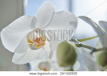 White Orchids On Sun Light, The Green Bud, A New Flower, A Butterfly, Macro, Phalaenopsis, Doritis,