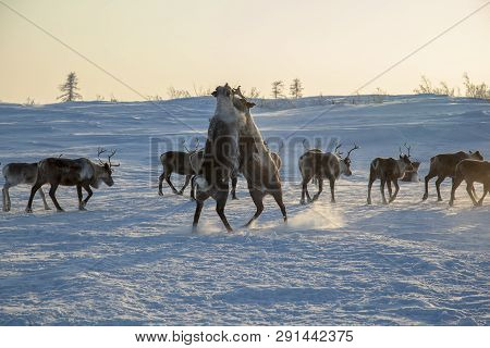 Far North, Warm Sunset Light, Two Reindeers Fight, Standing On Hind Legs
