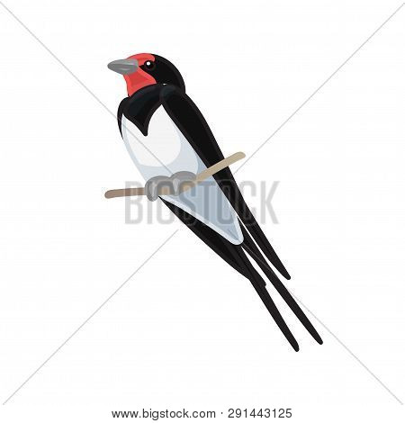 Vector Cartoon Animal Clip Art Swallow Bird
