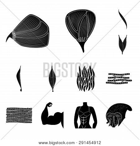 Vector Illustration Of Human And Body  Icon. Set Of Human And Cells Vector Icon For Stock.