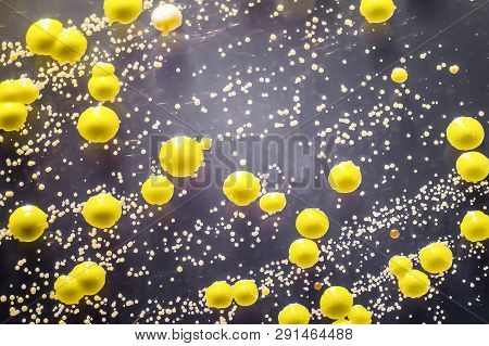 Bacteria Grown From Skin Smear, Colonies Of Micrococcus Luteus And Staphylococcus Epidermidis On Pet