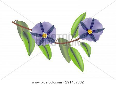 Illustration Of A Branch With Flowers Of A Blue Potato Bush (lycianthes Rantonnetii)