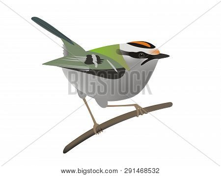 Illustration Of A Common Firecrest (regulus Ignicapilla) With A White Background.
