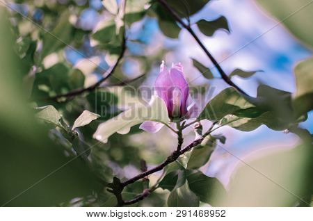 Magnolis Tree, Magnolia Flowers. Beautiful Spring Flower