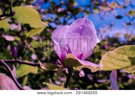Magnolis Tree, Magnolia Flowers. Beautiful Spring Flower