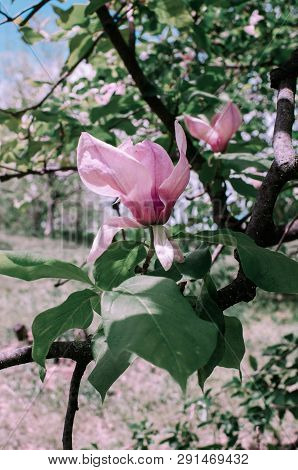 Magnolis Tree, Magnolia Flowers. Beautiful Spring Flower