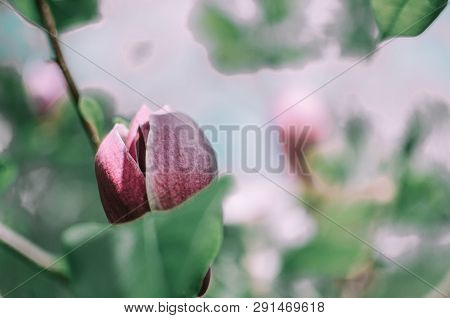 Magnolis Tree, Magnolia Flowers. Beautiful Spring Flower