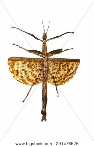 Large Yellow Insect As A Tree Branch, Isolate On White Background, Phasma Gigas