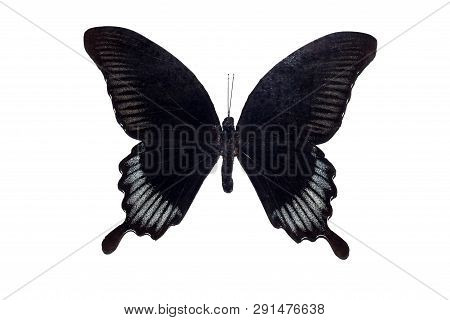 Big Butterfly With Black Wings, Isolate On White Background, Papilio Ascalaphus