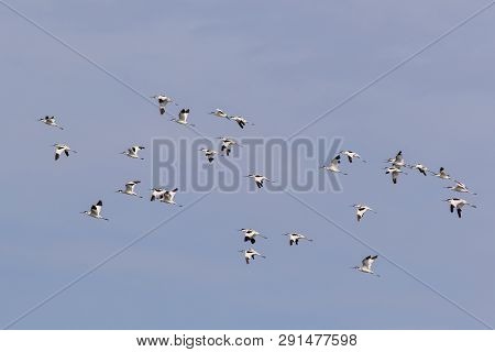 Pied Avocet (recurvirostra Avosetta) In Danube Delta, Romania