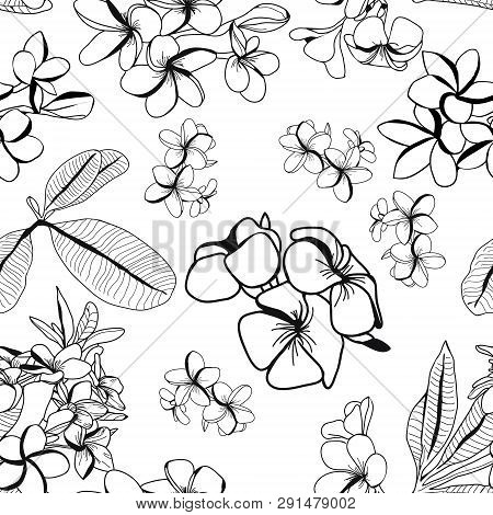 Vector Hand Drawn Pattern Of Decortive Plumeria Flower And Leaves, Frangipani On White Background. C