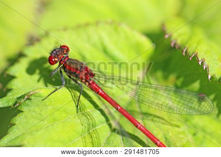 Large Red Damselfly Perched On A Leaf