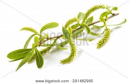 Weeping Willow Branch With Aments Isolated On White Background