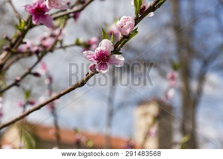 Almond Blossom. Spring Background Almond Blossoms Jerusalim