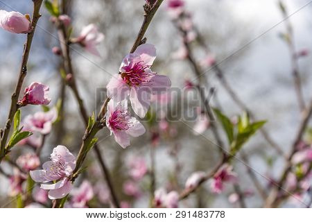 Almond Blossom. Spring Background Almond Blossoms Jerusalim