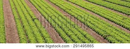 Lettuce Field In An Intensive Farming Plantation