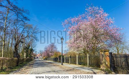Old Cobblestoned Road With Spring Blossom In Rheda, Germany