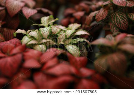 Beautiful Plants With Bright Leaves In Floral Shop, Closeup