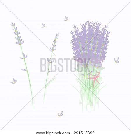 Set From Dried Lavander Bouquet And Single Flowers