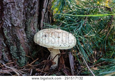 Mushroom Umbrella With A White Cap Growing In The Forest On The Background Of Leaves, Close-up