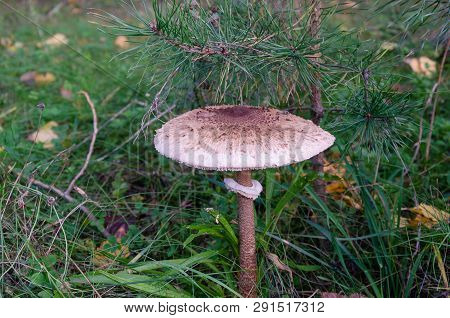 Mushroom Umbrella With A White Cap Growing In The Forest On The Background Of Leaves, Close-up