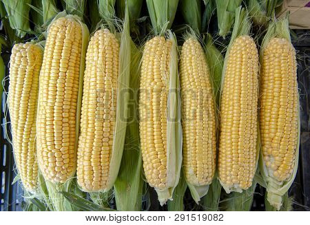 Fresh Sweetcorn Maize Ready For Cooking. Sweetcorn