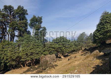 The View Of Himalayas On Trekking Route To Tunganath, The Highest Kedar, One Of The Highest Temple O