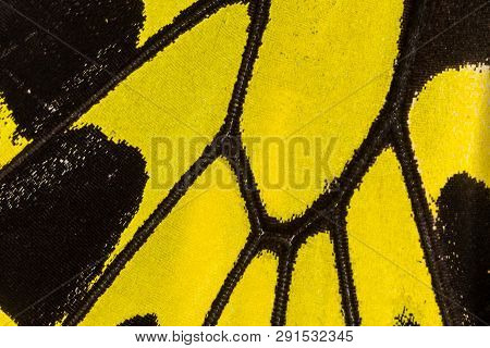 Butterfly Wing Texture, Close Up Of Detail Of Butterfly Wing For Background