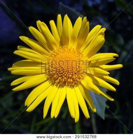 Yellow flowers of Leopards-bane (Doronicum).