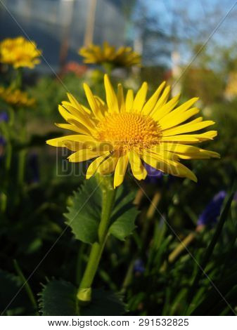 Yellow flowers of Leopards-bane (Doronicum).