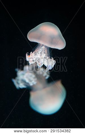 jellyfish rhizostoma pulmo underwater