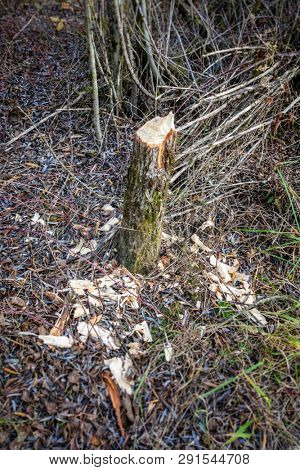 An image of a damaged tree by a beaver