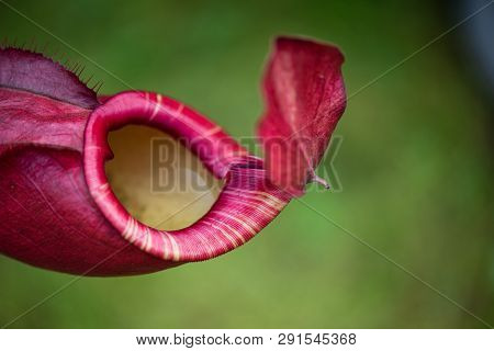 Close Up Of Nepenthes Also Called Tropical Pitcher Plants Or Monkey Cups In The Plant Nursery Garden