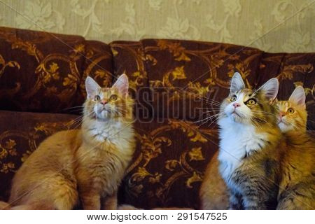 Breeding Of Purebred Cats At Home. Mainecoon Cat, Giant Maine Coon Cat.