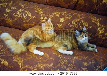 Breeding Of Purebred Cats At Home. Mainecoon Cat, Giant Maine Coon Cat.