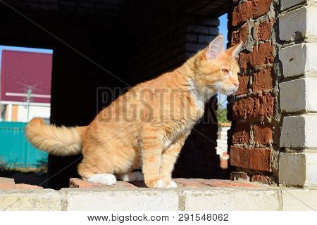 Breeding Of Purebred Cats At Home. Mainecoon Cat, Giant Maine Coon Cat.